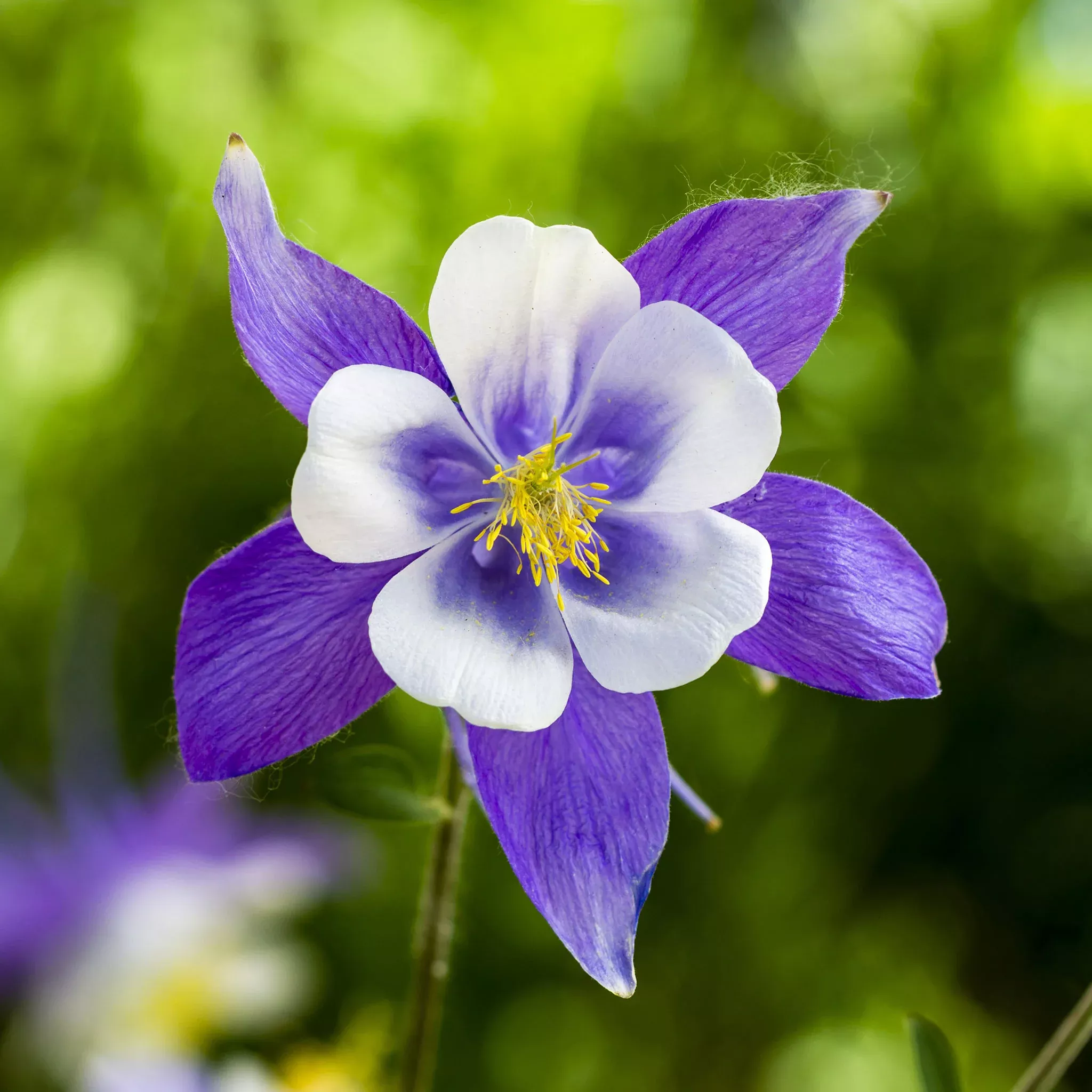 blue-columbine-seeds Blue Columbine Seeds