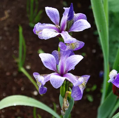 blue-flag-iris-versicolor-potted-plant-organic Blue Flag (Iris versicolor) potted plant, organic