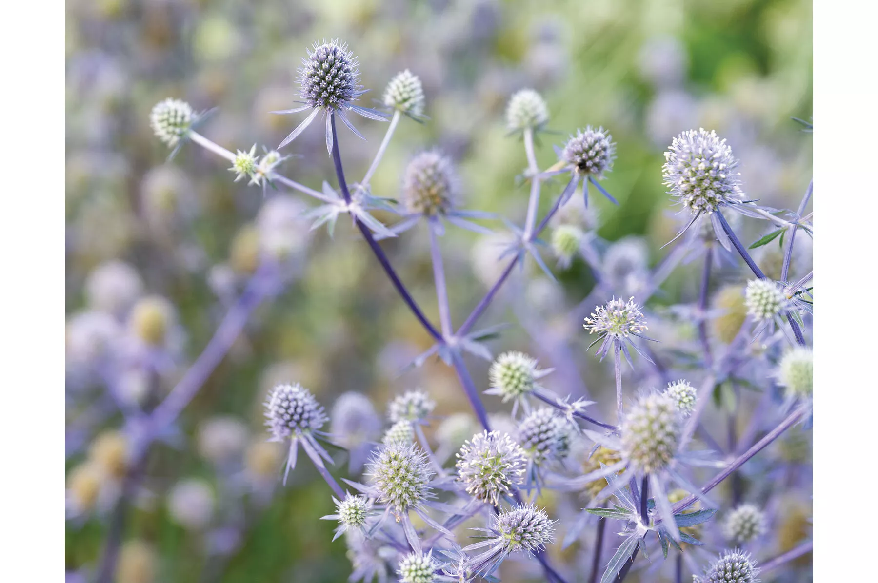 blue-glitter-eryngium-seed Blue Glitter Eryngium Seed