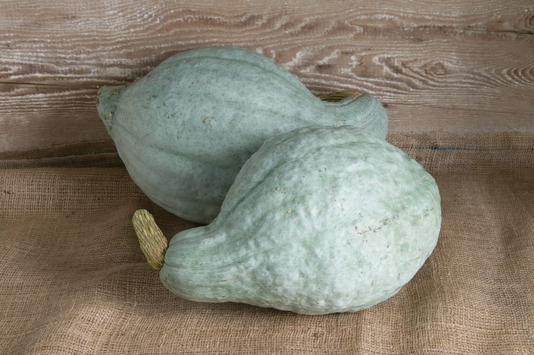 blue-hubbard-organic-hubbard-squash-seed Blue Hubbard Organic Hubbard Squash Seed