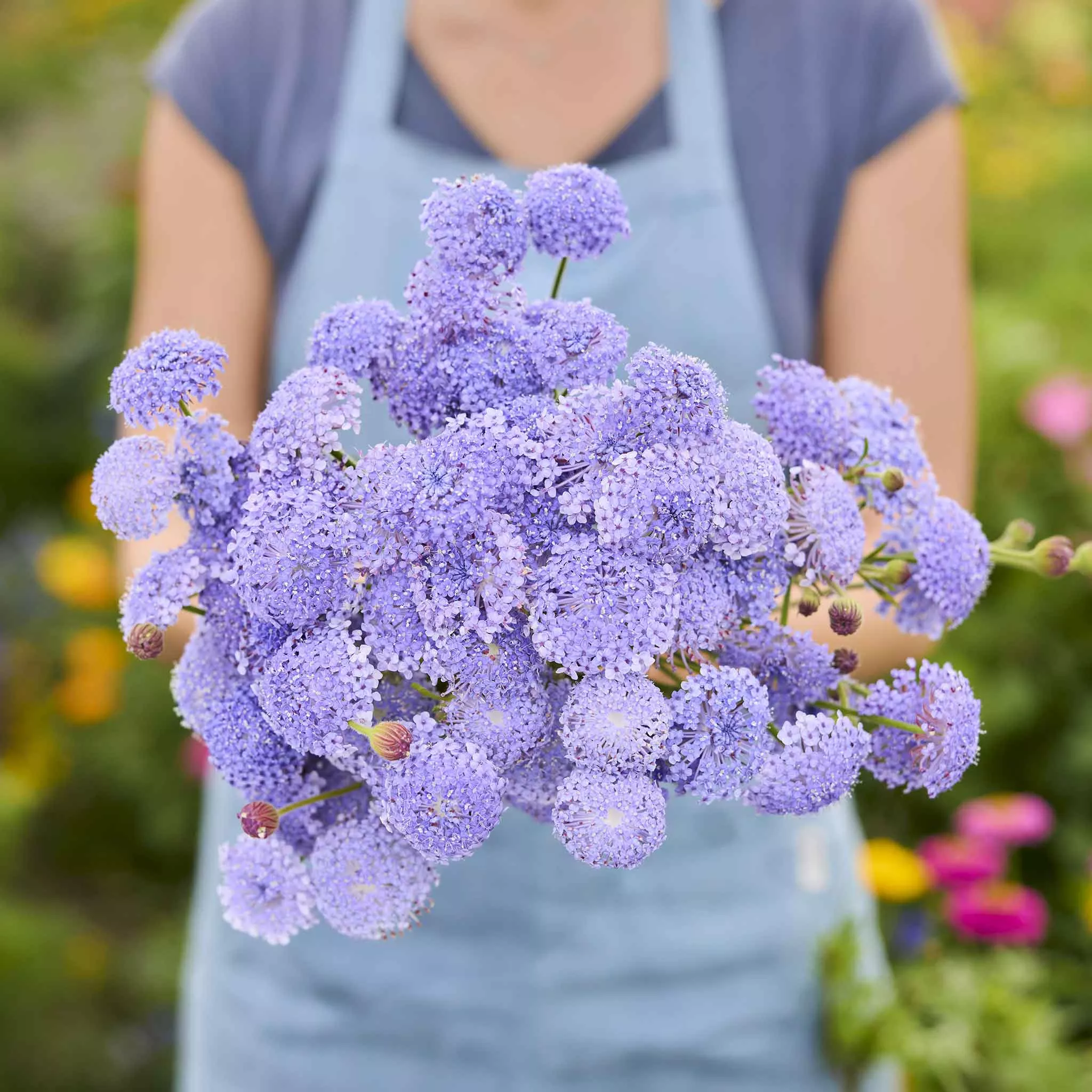 blue-lace-flower-seeds-lavender-blue Blue Lace Flower Seeds - Lavender Blue