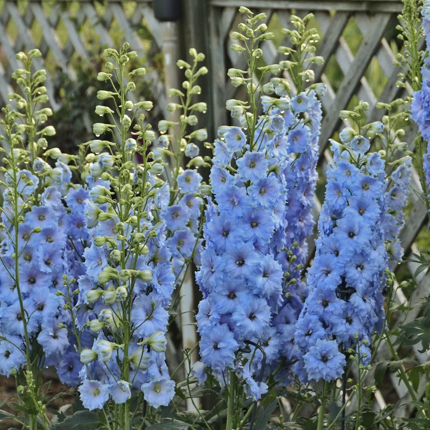 'Blue Lace' Hybrid Bee Delphinium