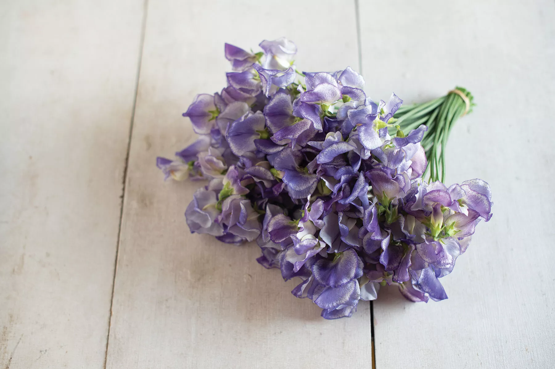 blue-ripple-sweet-pea-seed Blue Ripple Sweet Pea Seed