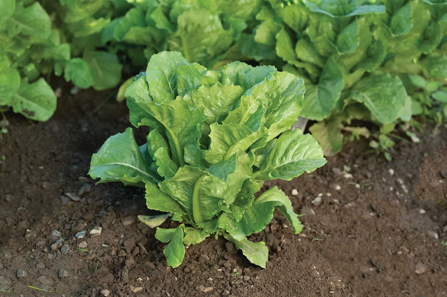 bluerock-organic-pelleted-lettuce-seed Bluerock Organic Pelleted Lettuce Seed