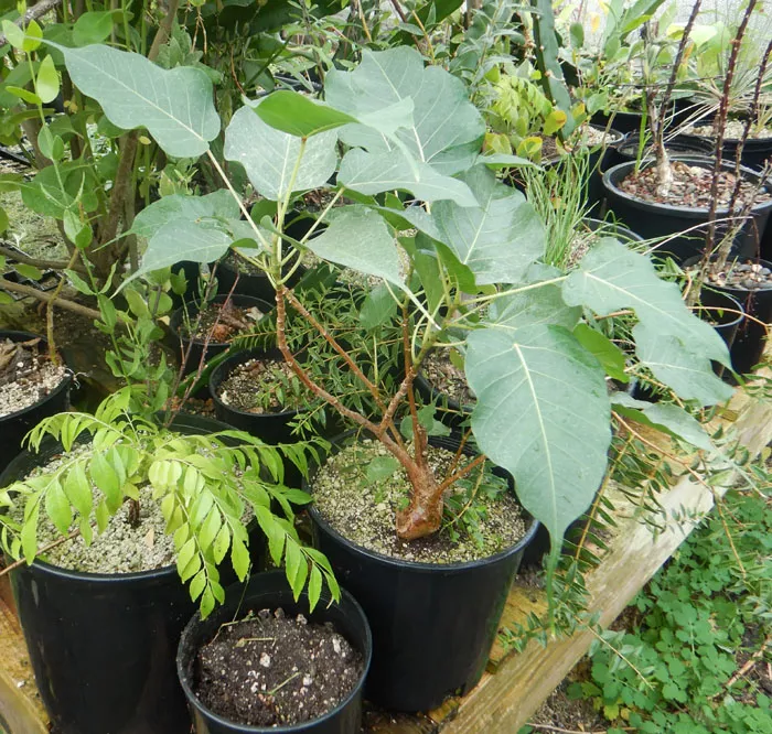 bodhi-tree-ficus-religiosa-packet-100-seeds Bodhi Tree (Ficus religiosa), packet of 100 seeds