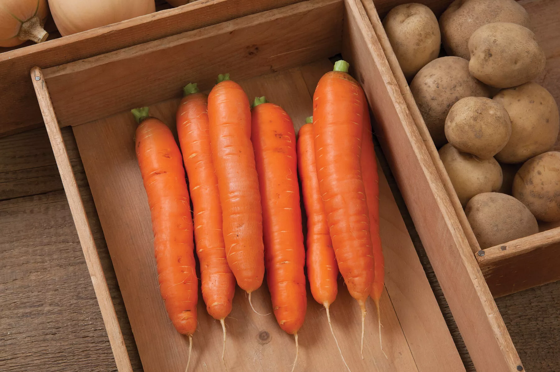 bolero-f1-carrot-seed Bolero (F1) Carrot Seed