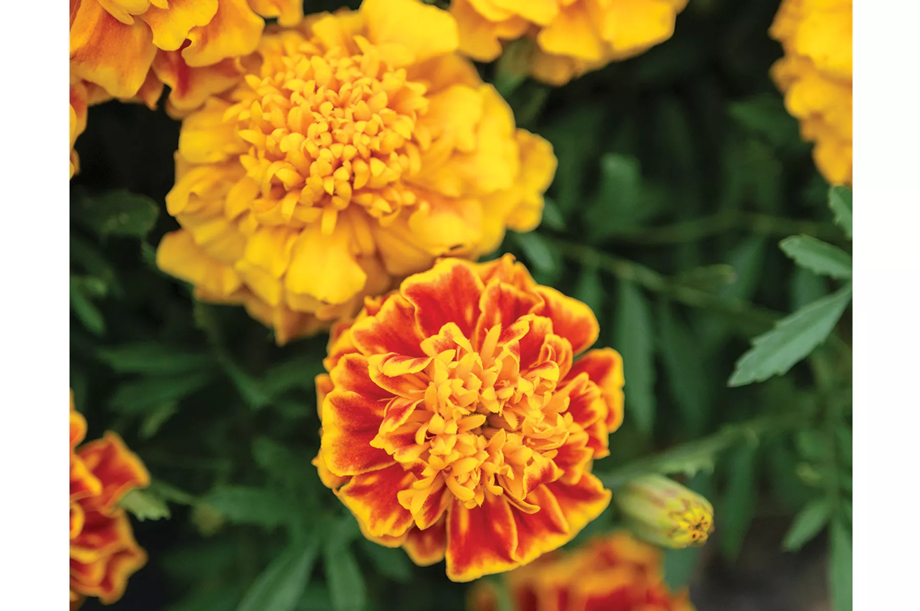 bonanza-bee-marigold-seed Bonanza™ Bee Marigold Seed