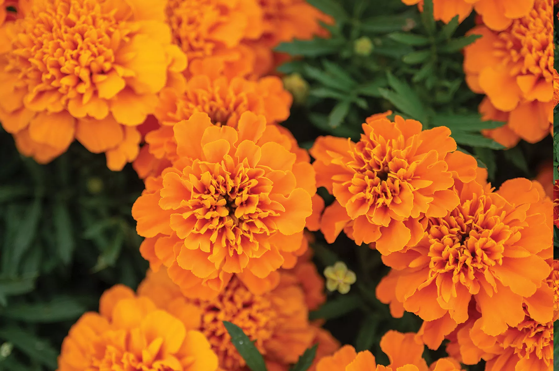 bonanza-deep-orange-marigold-seed Bonanza™ Deep Orange Marigold Seed