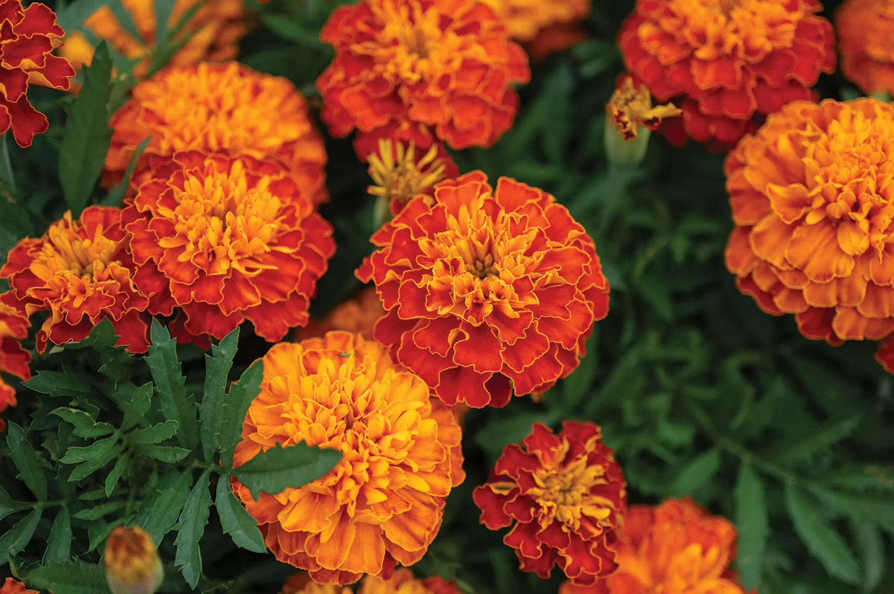 bonanza-harmony-marigold-seed Bonanza™ Harmony Marigold Seed