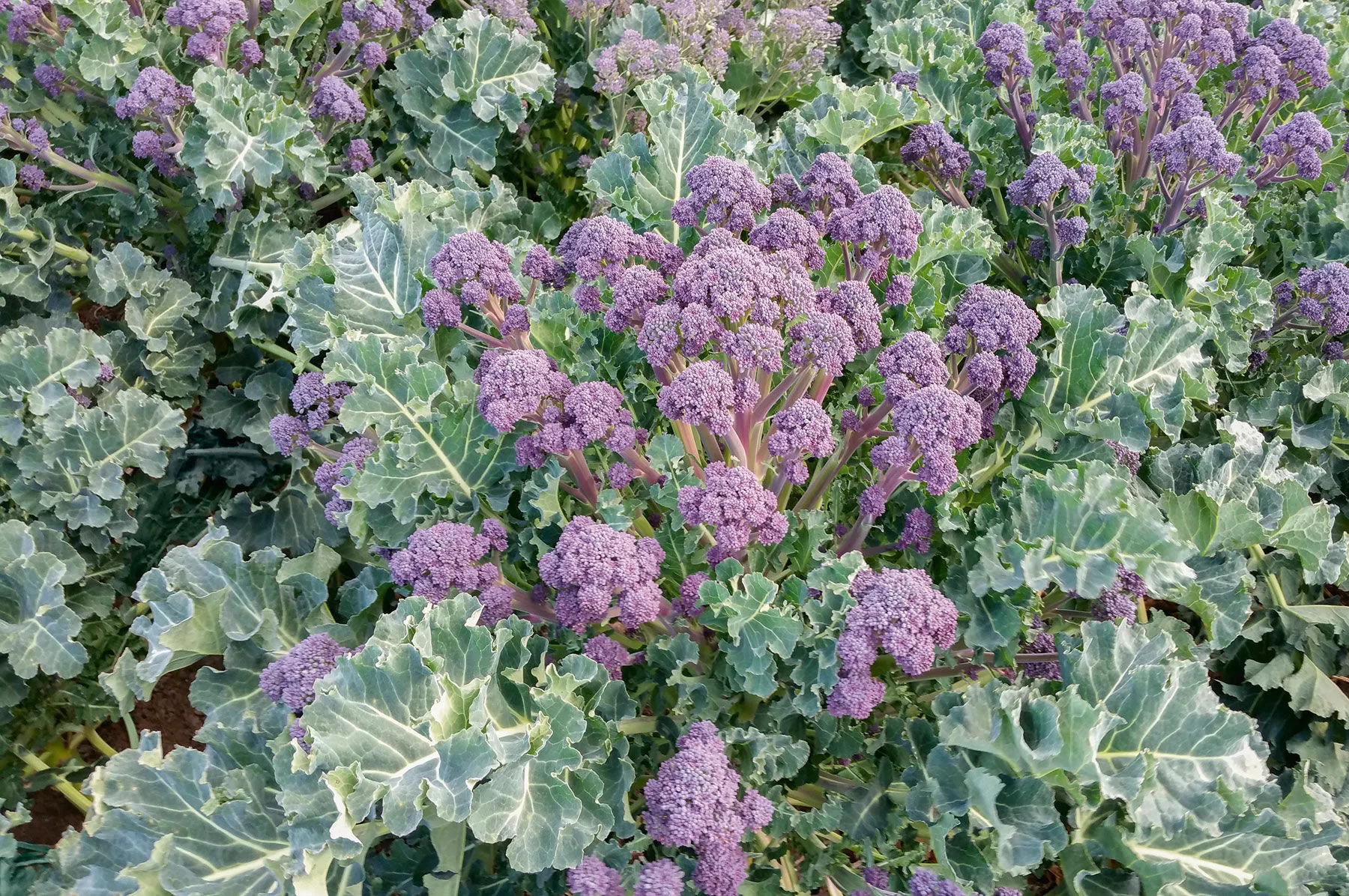 Bonarda (F1) Broccoli Seed