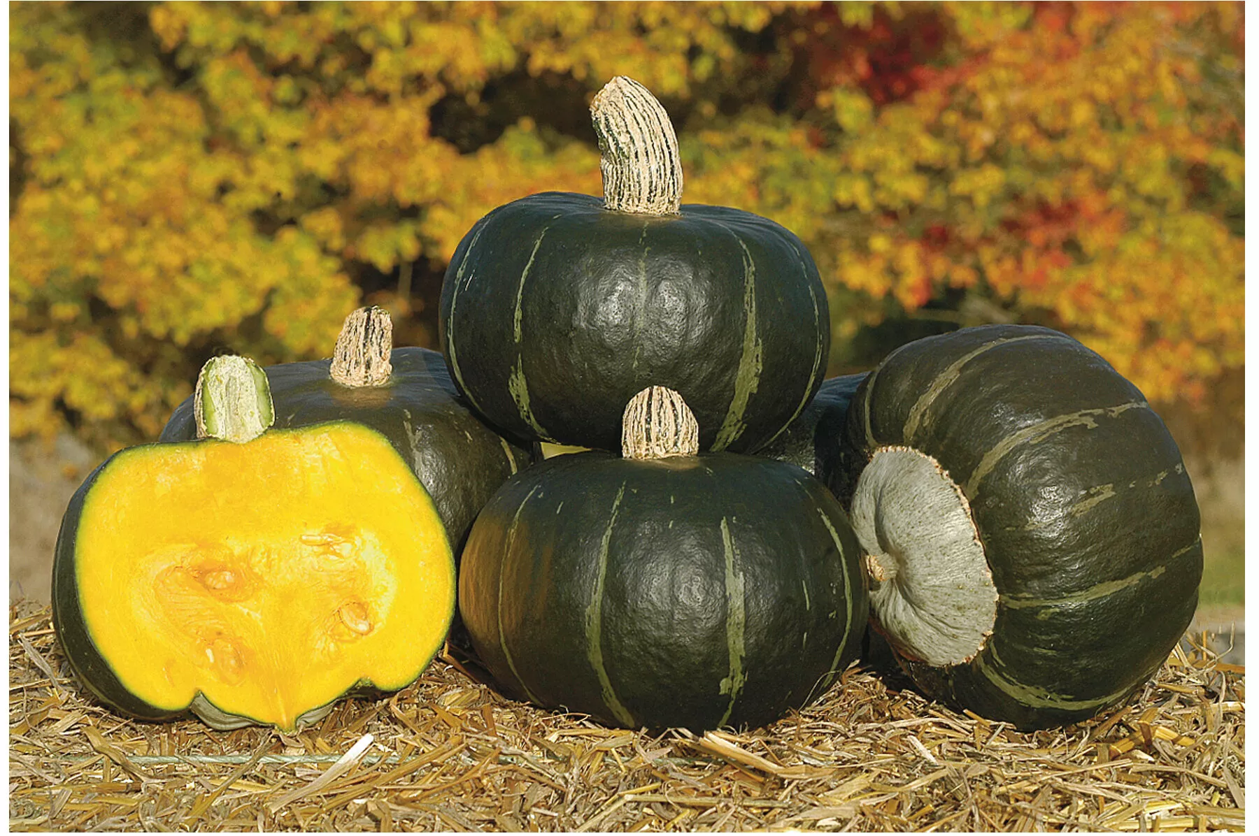 bonbon-treated-f1-buttercup-squash-seed Bonbon Treated (F1) Buttercup Squash Seed