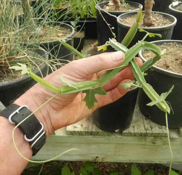 bone-setter-cissus-quadrangularis-potted-plant-organic Bone Setter (Cissus quadrangularis) potted plant, organic