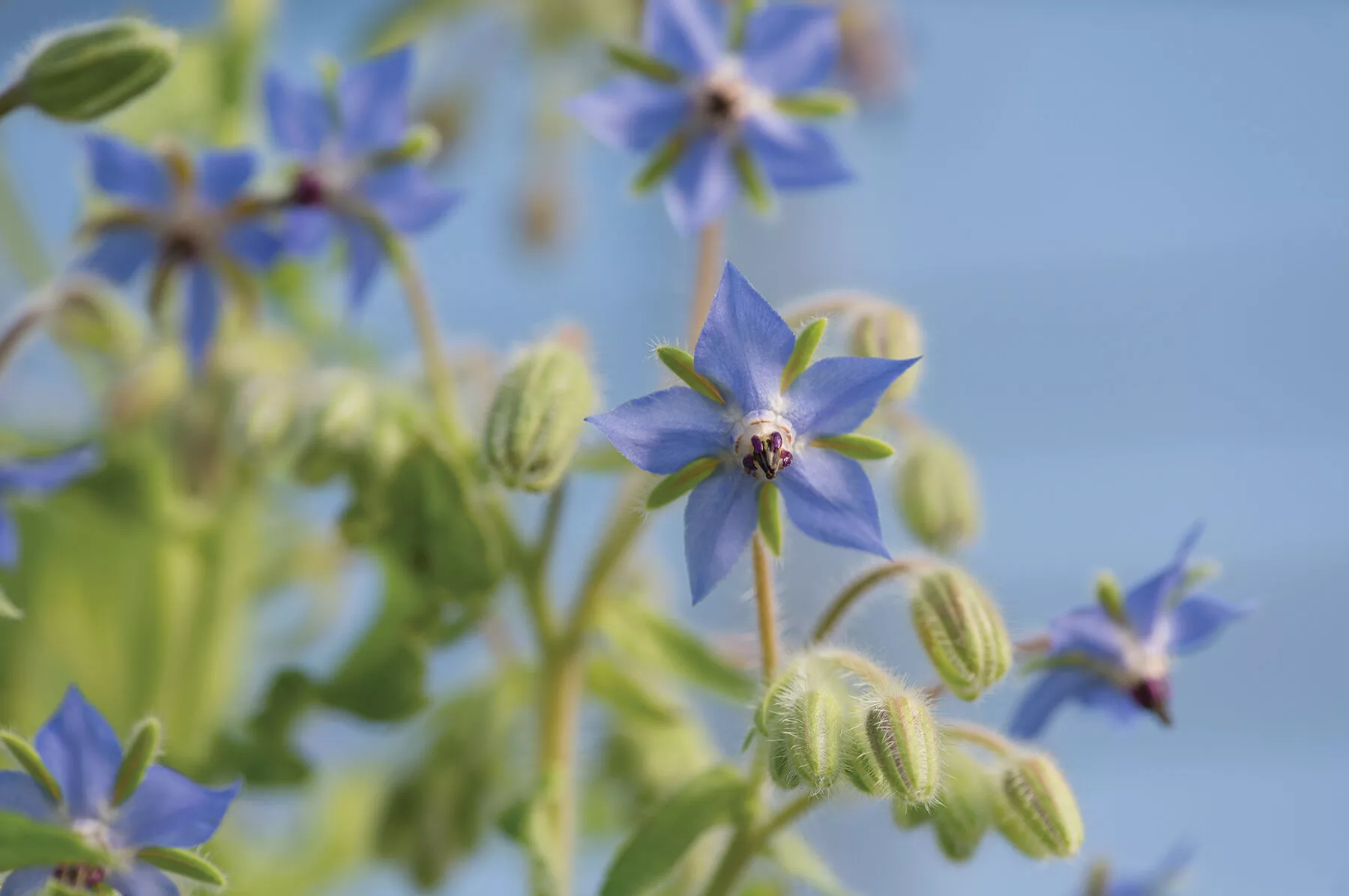 borage-borage-seed Borage Borage Seed