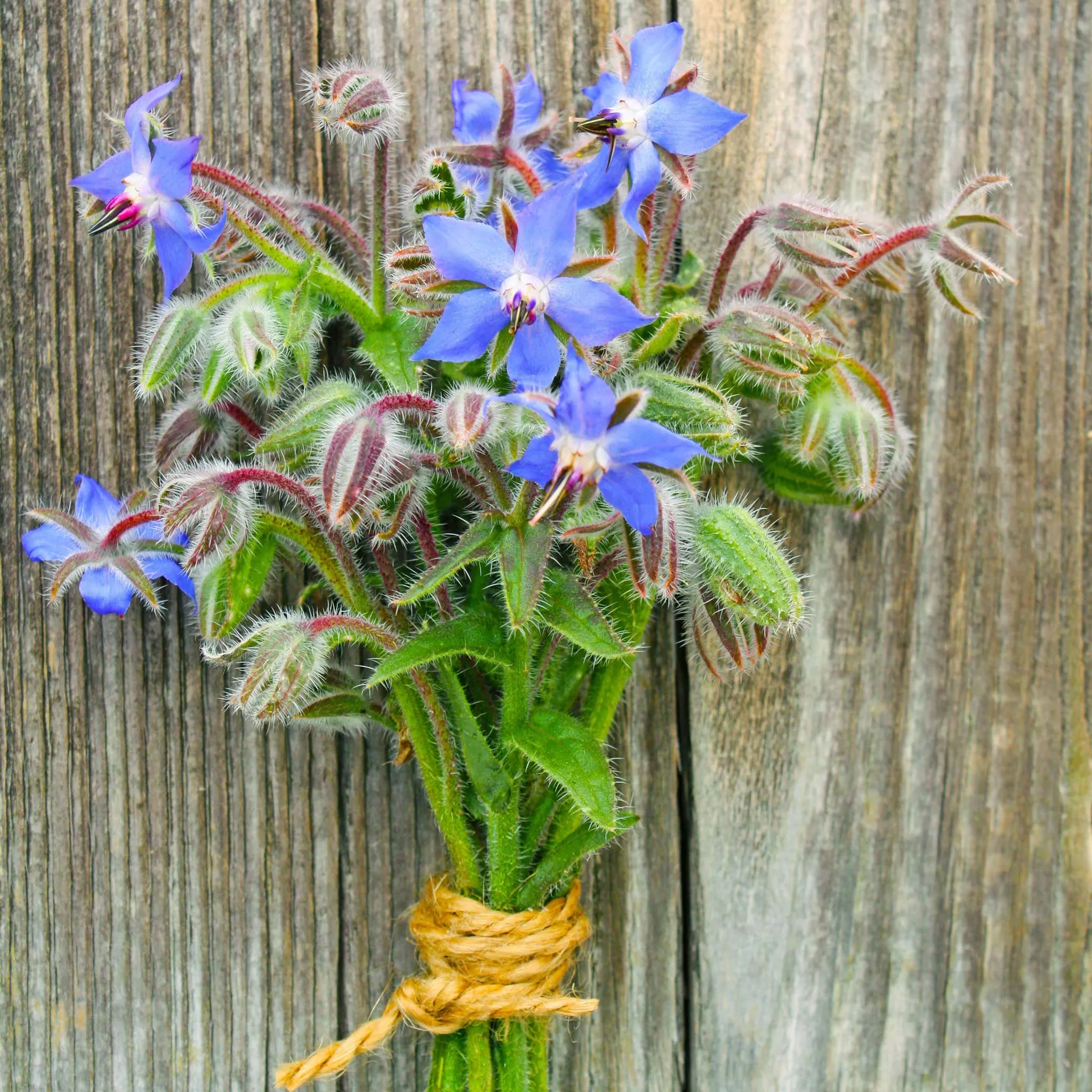 borage-seeds Borage Seeds