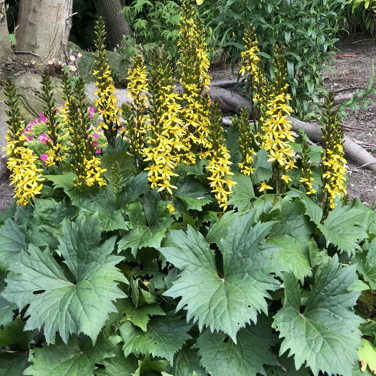 'Bottle Rocket' Ligularia
