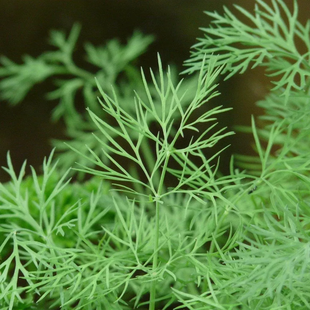 bouquet-dill-seeds Bouquet Dill Seeds