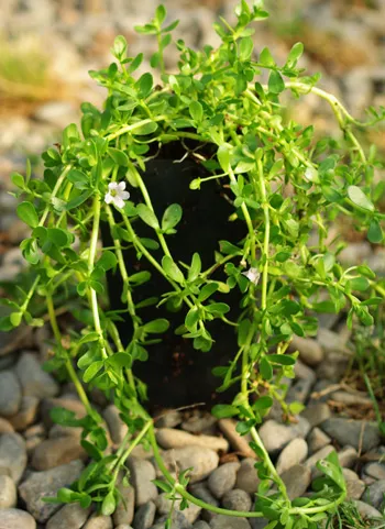 brahmi-bacopa-monnieri-potted-plant-organic Brahmi (Bacopa monnieri) potted plant, organic