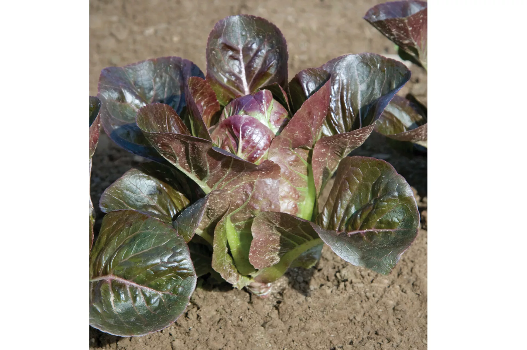 breen-organic-lettuce-seed Breen Organic Lettuce Seed