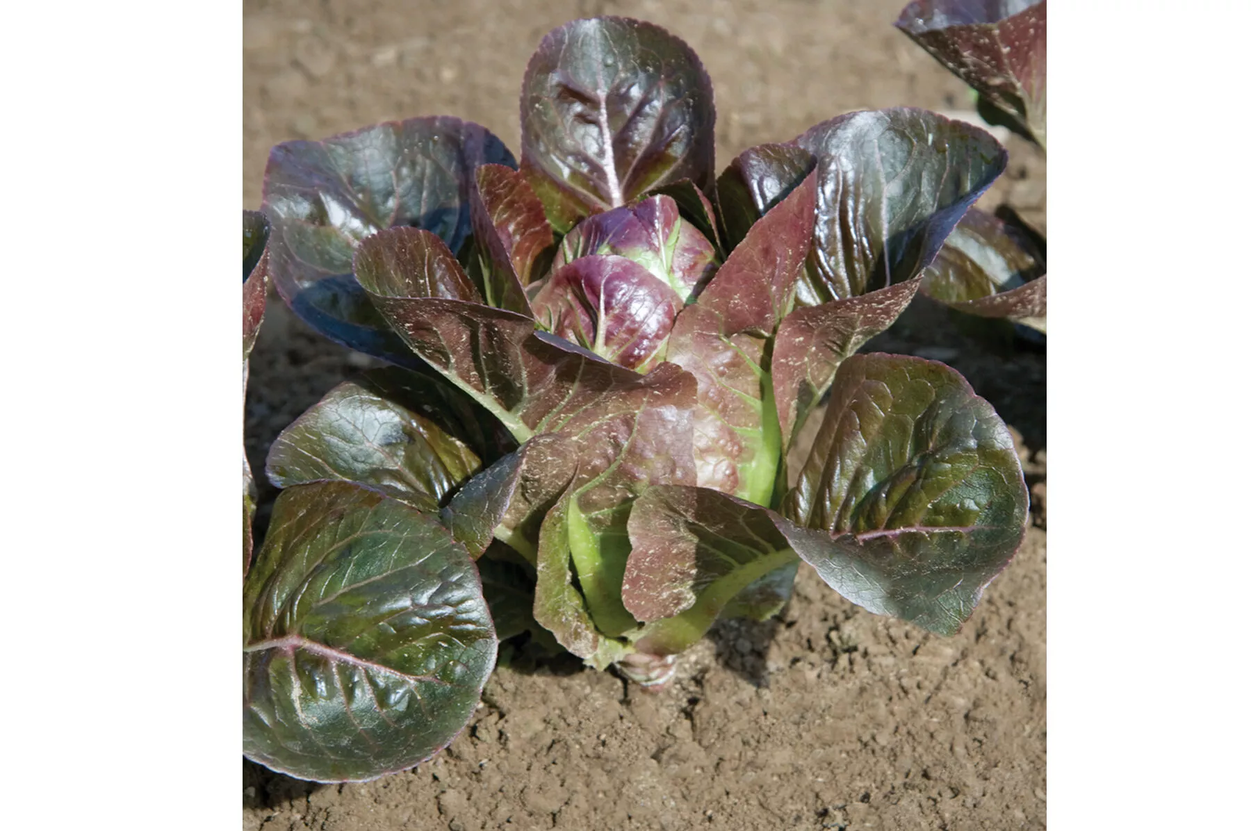 breen-organic-pelleted-lettuce-seed Breen Organic Pelleted Lettuce Seed