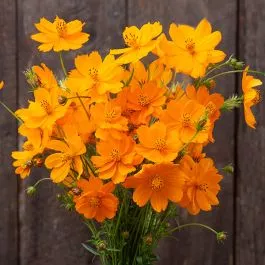 bright-lights-blend-cosmos Bright Lights Blend Cosmos