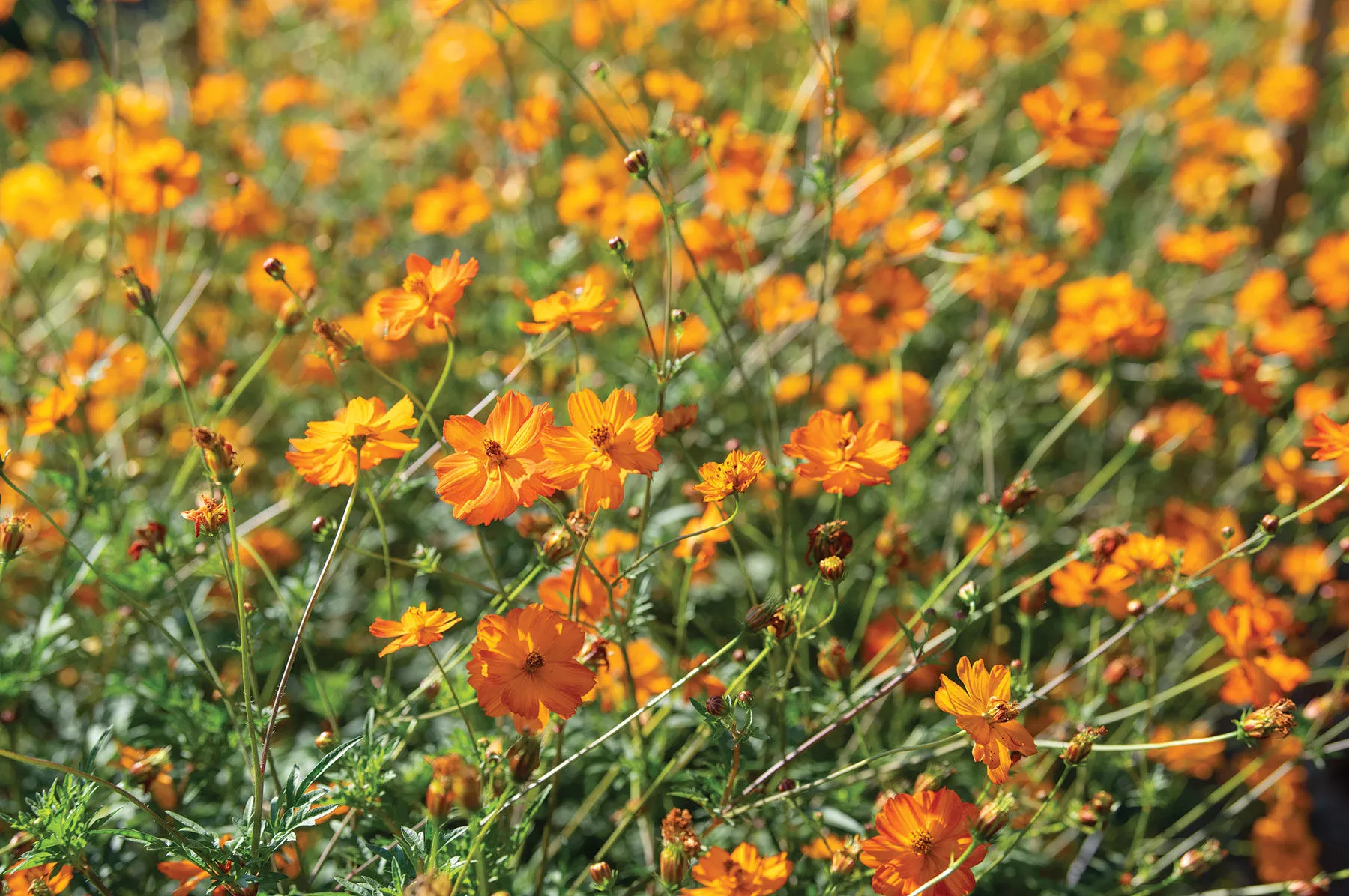 bright-lights-cosmos-seed Bright Lights Cosmos Seed