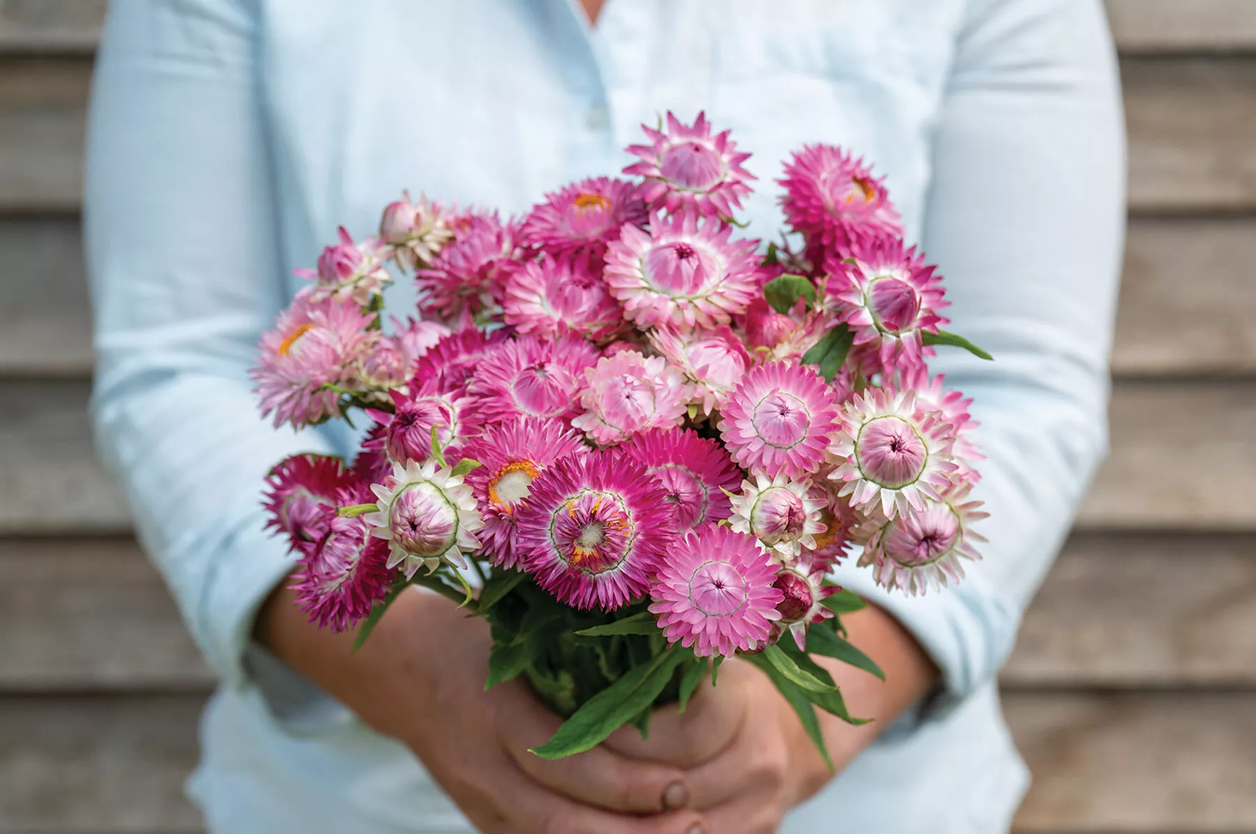 bright-rose-strawflower-seed Bright Rose Strawflower Seed