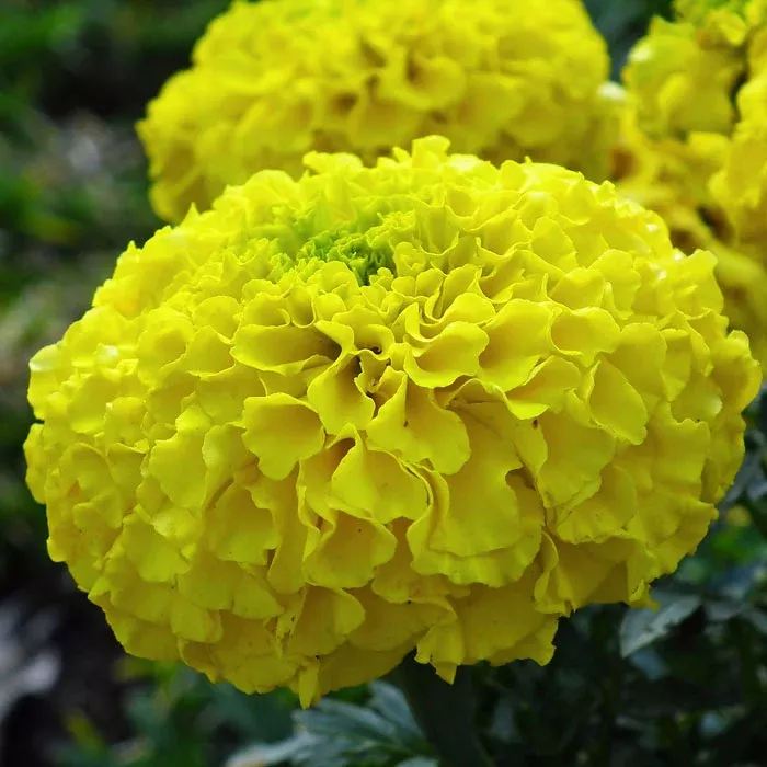 bright-yellow-marigold-flower-seeds-vibrant-blooms-gardens-borders Bright Yellow Marigold Flower Seeds, Vibrant Blooms for Gardens and Borders