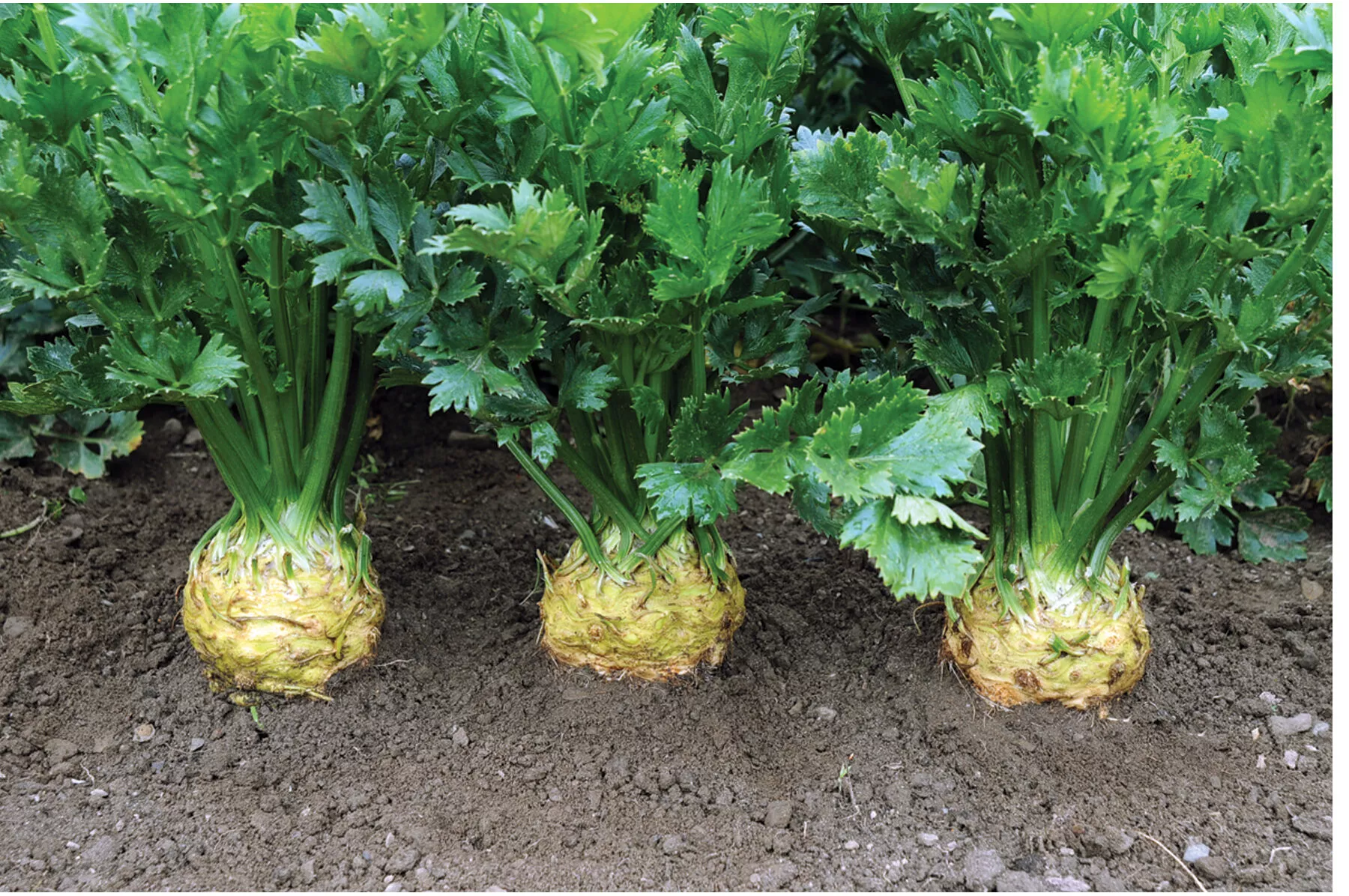 brilliant-celeriac-seed Brilliant Celeriac Seed