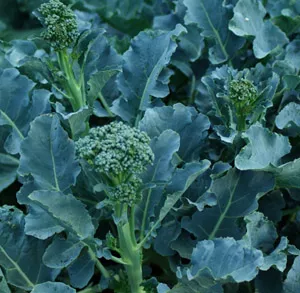 broccoli-green-sprouting-brassica-oleracea-seeds-organic Broccoli, Green Sprouting (Brassica oleracea) seeds, organic