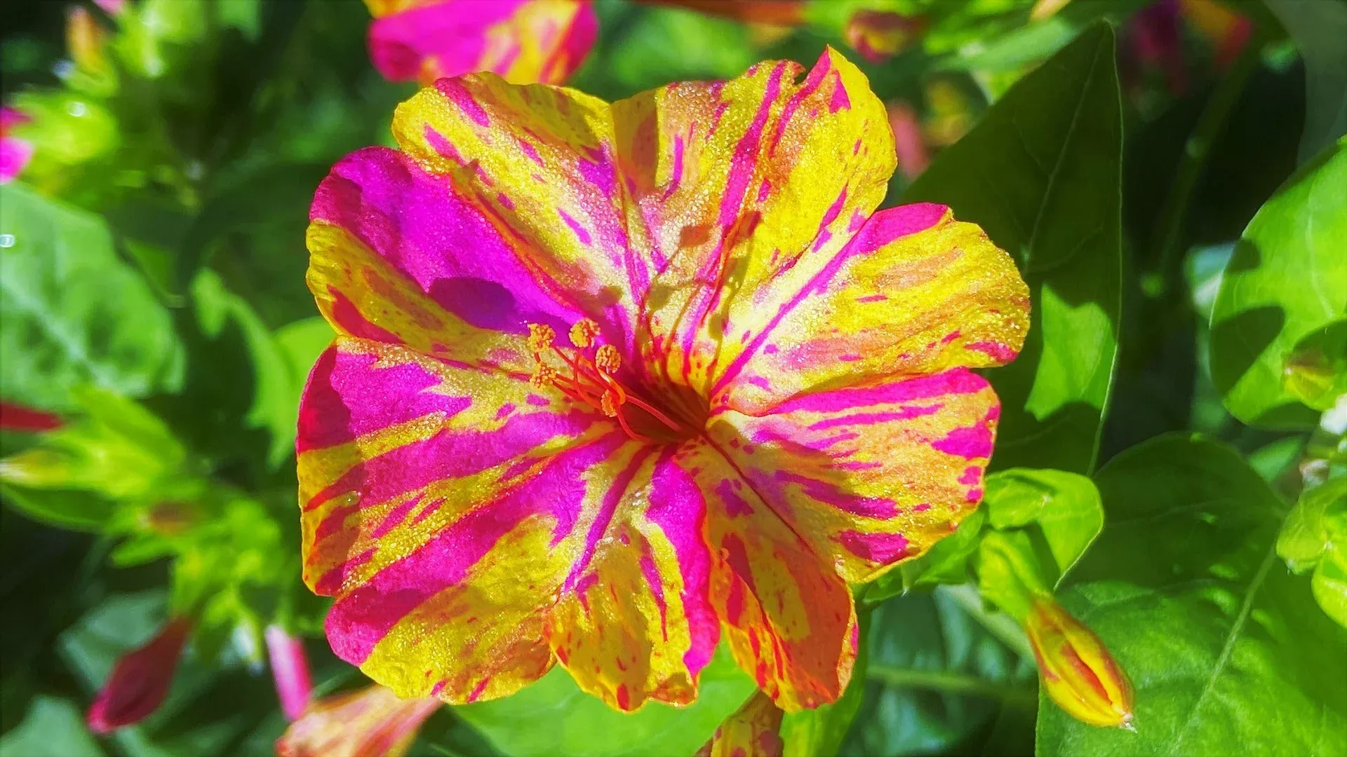 broken-colors-four-o-clocks-seeds Broken Colors Four O' Clocks Seeds