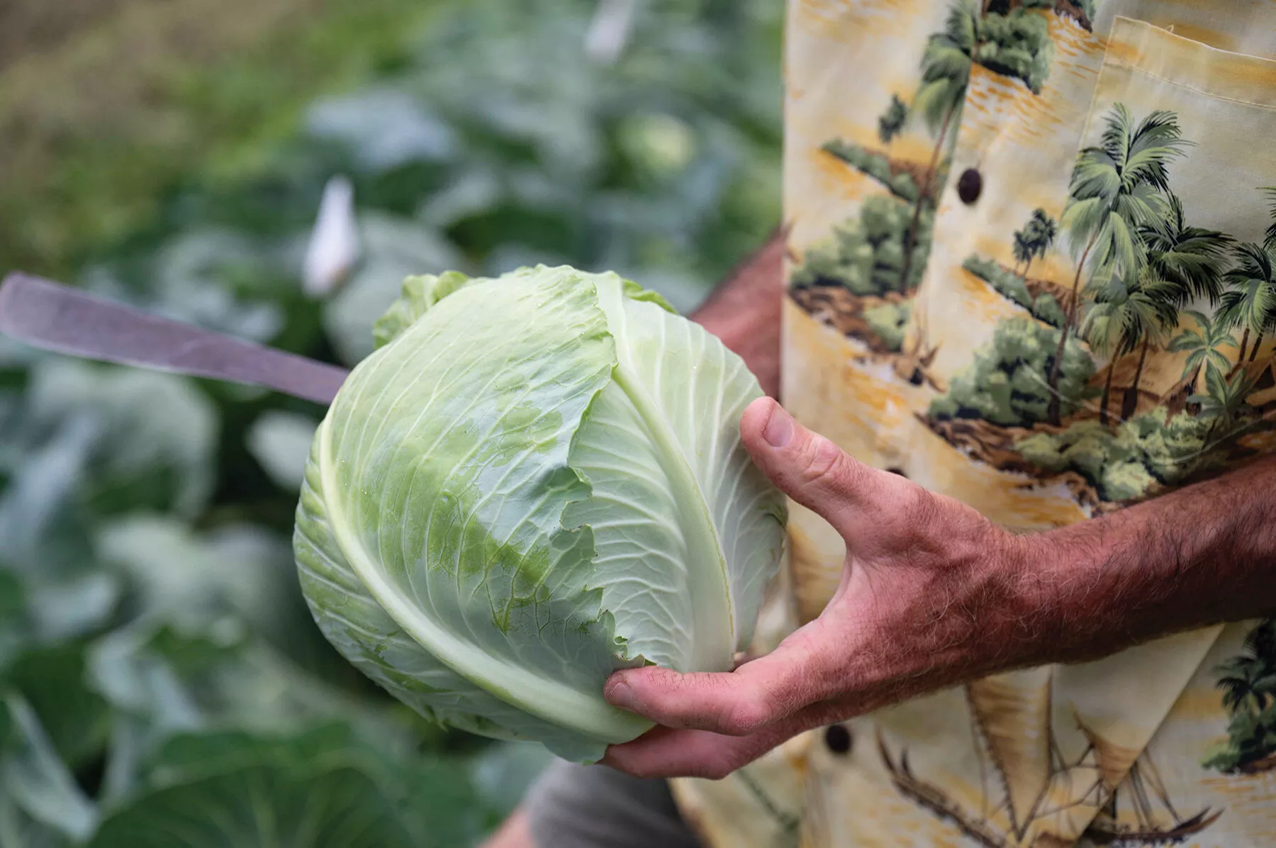 Bronco Organic (F1) Cabbage Seed