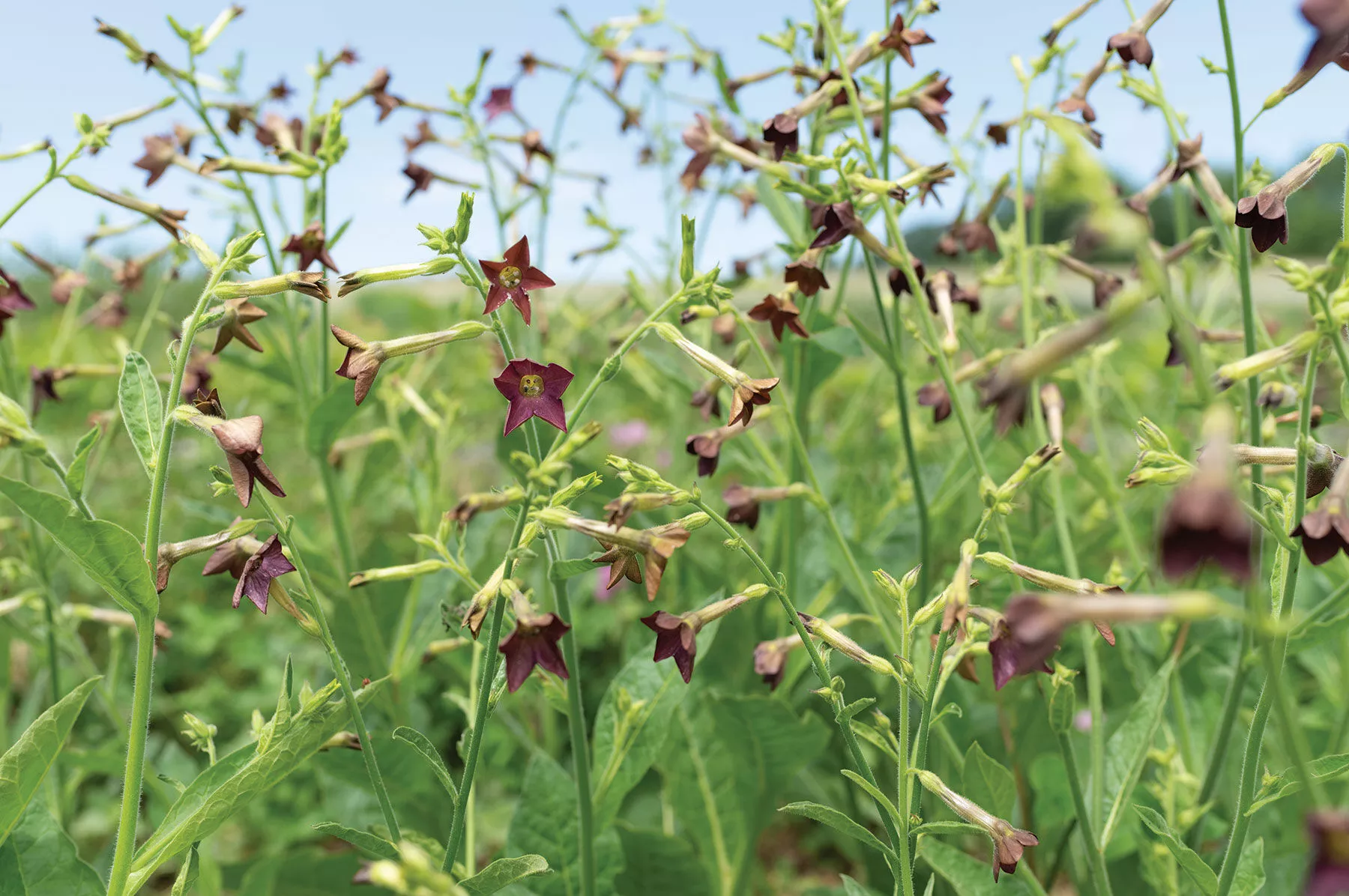 bronze-queen-nicotiana-seed Bronze Queen Nicotiana Seed