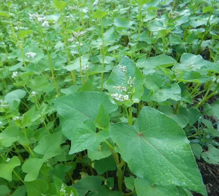 buckwheat-fagopyrum-esculentum-cover-crop-seed-organic Buckwheat (Fagopyrum esculentum) Cover Crop Seed, Organic