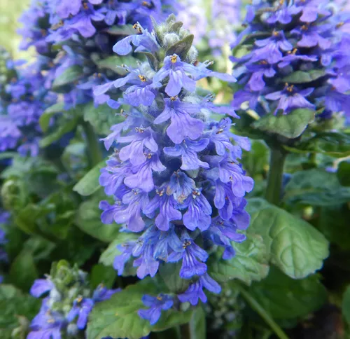 bugle-ajuga-reptans-packet-20-seeds-organic Bugle (Ajuga reptans), packet of 20 seeds, Organic