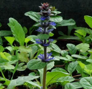 bugle-ajuga-reptans-potted-plant-organic Bugle (Ajuga reptans) potted plant, organic
