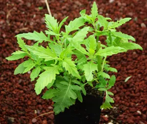 bugleweed-lycopus-americanus-packet-100-seeds Bugleweed (Lycopus americanus), packet of 100 seeds