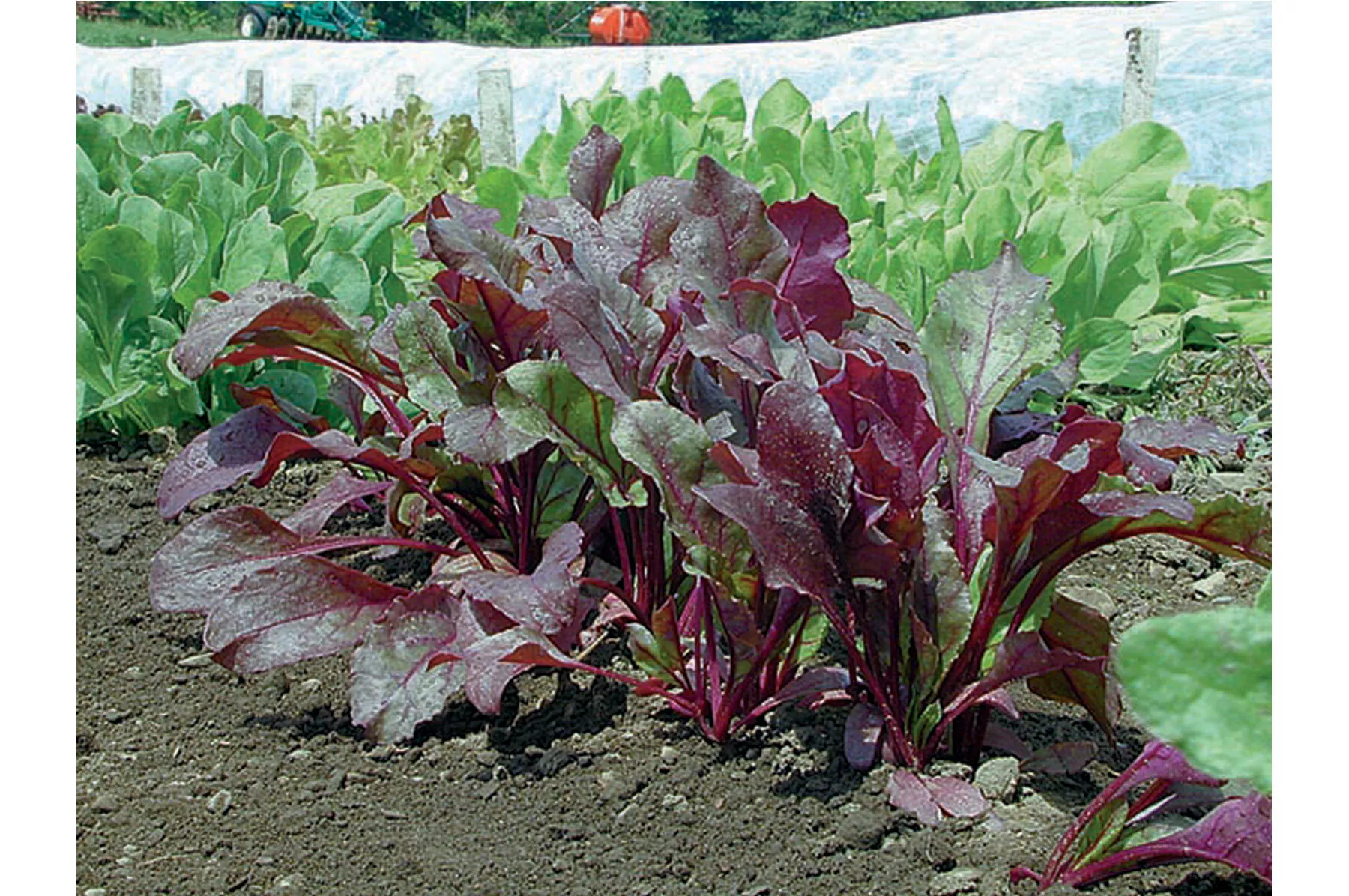 bull-s-blood-organic-beet-seed Bull's Blood Organic Beet Seed