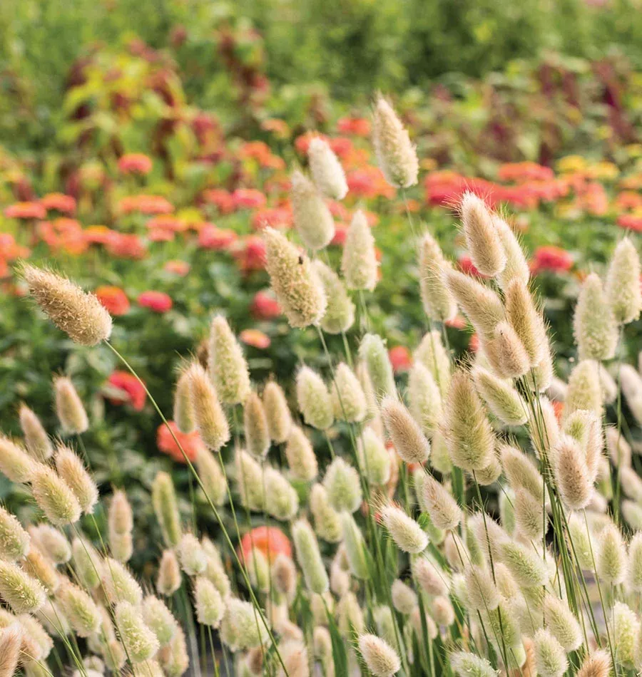 bunny-tails Bunny Tails