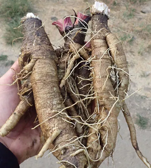 burdock-gobo-arctium-lappa-seeds-organic Burdock, Gobo (Arctium lappa) seeds, organic
