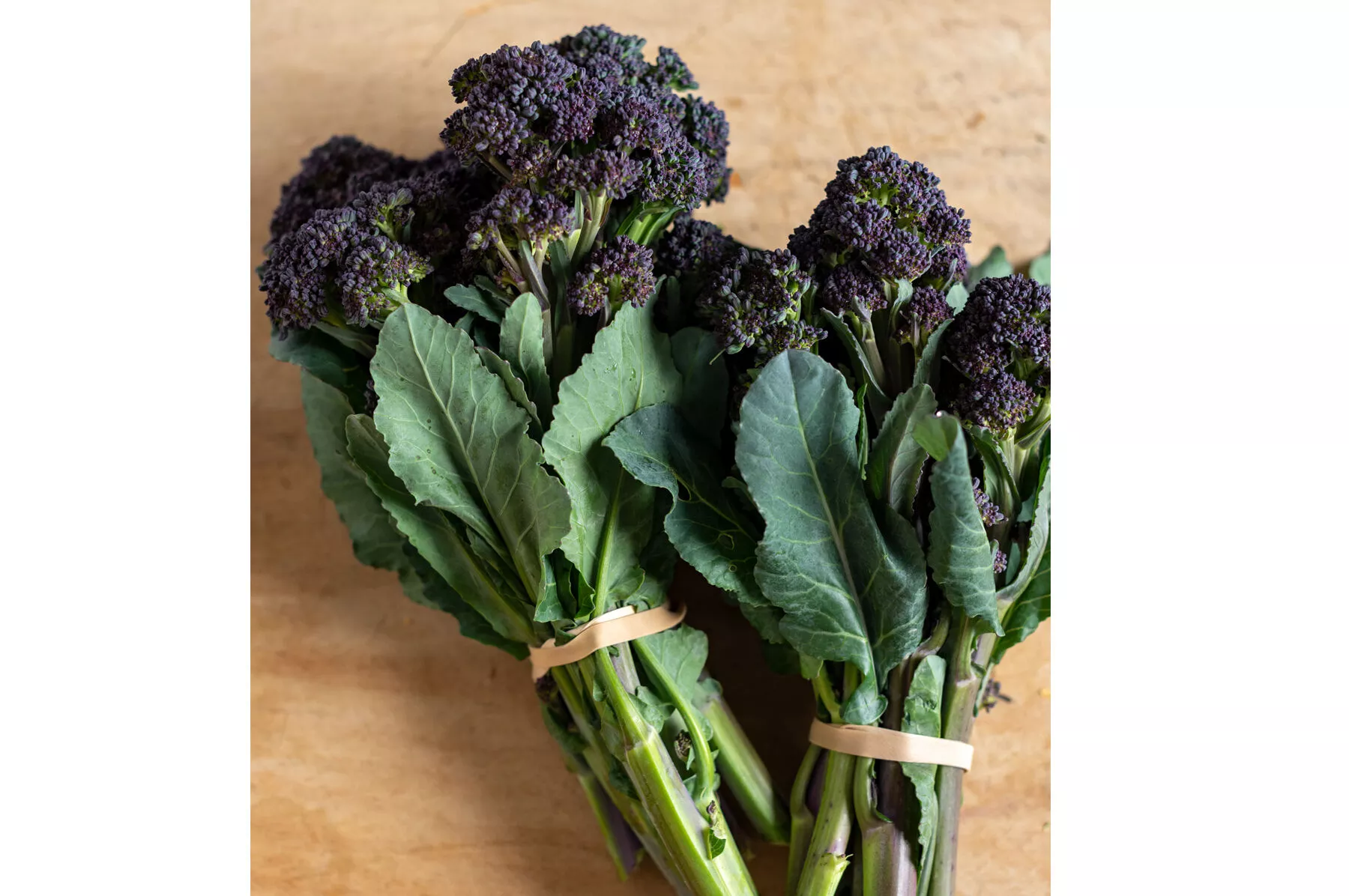 Burgundy (F1) Broccoli Seed