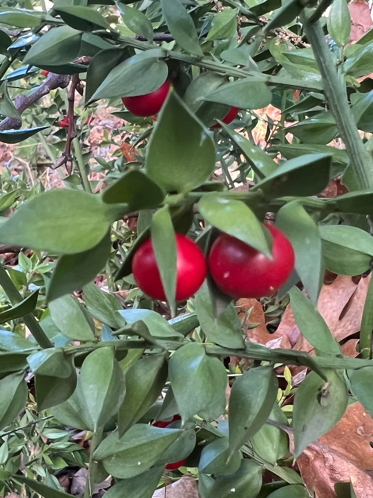 butcher-s-broom-ruscus-aculeatus-packet-5-seeds Butcher’s Broom (Ruscus aculeatus), packet of 5 seeds