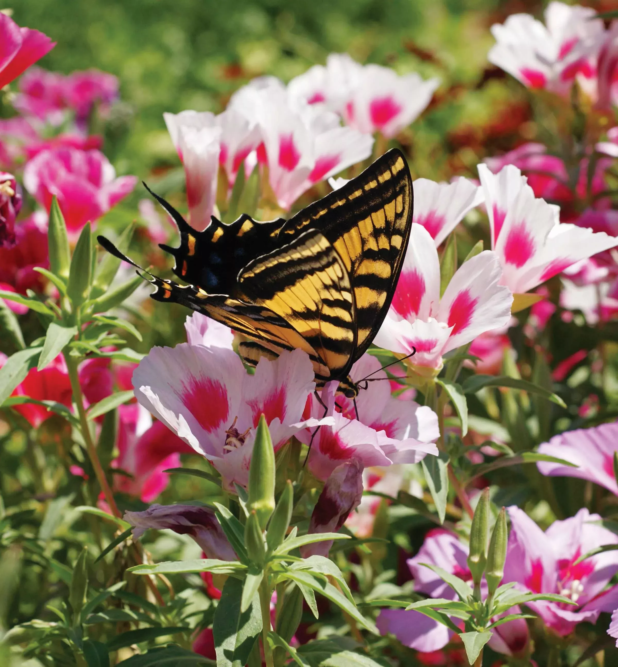 butterfly-blend Butterfly Blend