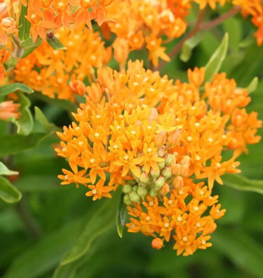 butterfly-bush Butterfly Bush