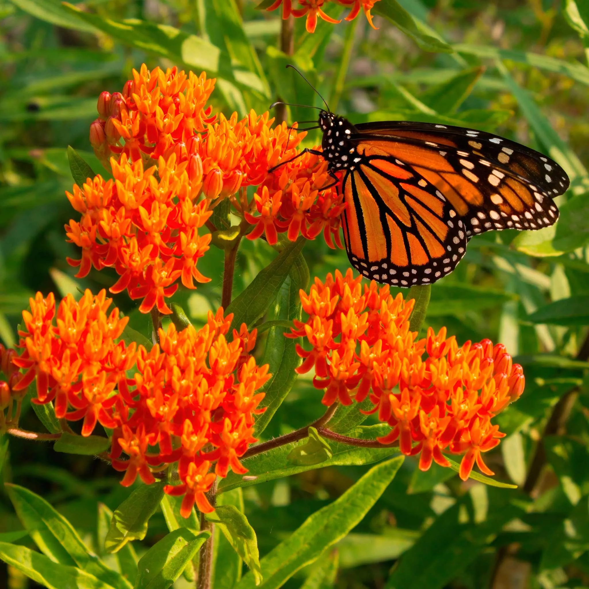 butterfly-milkweed-seeds Butterfly Milkweed Seeds