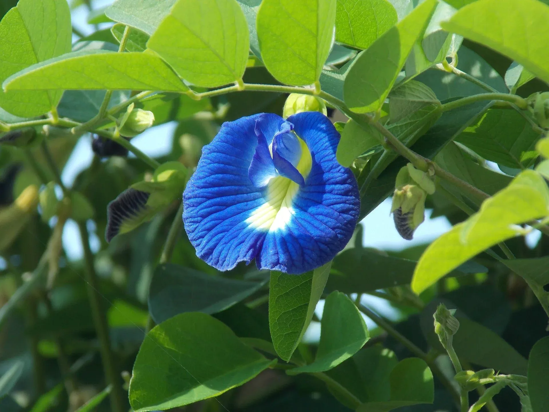 butterfly-pea-seeds-blue Butterfly Pea Seeds - Blue
