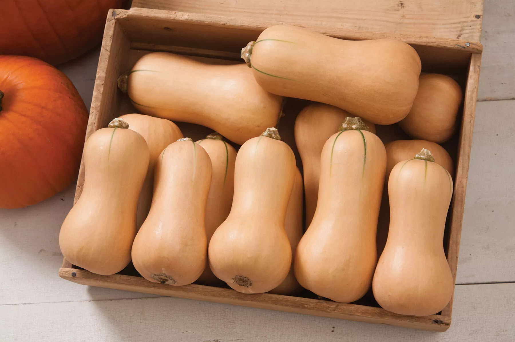 butterscotch-pmr-organic-f1-butternut-squash-seed Butterscotch PMR Organic (F1) Butternut Squash Seed