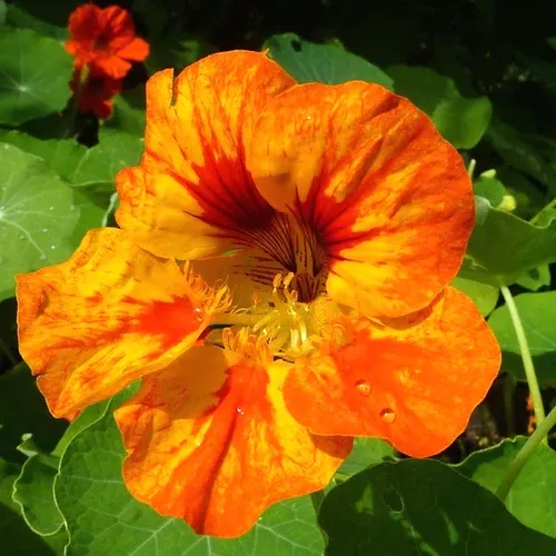 buy-dwarf-jewel-mix-nasturtium-flower-seeds-online-from-usa Buy Dwarf Jewel Mix Nasturtium flower seeds online from the USA