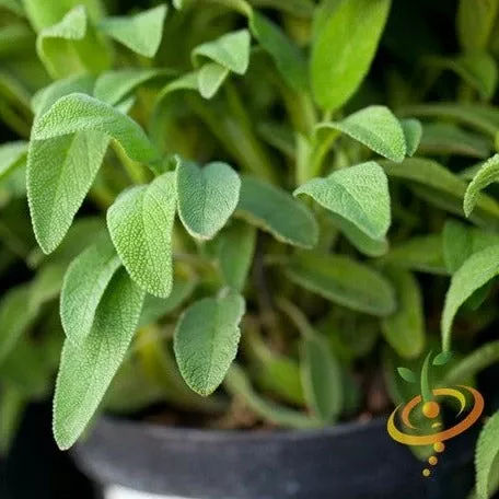 buy-sage-broadleaf-seeds-online-from-usa Buy Sage Broadleaf Seeds Online from the USA