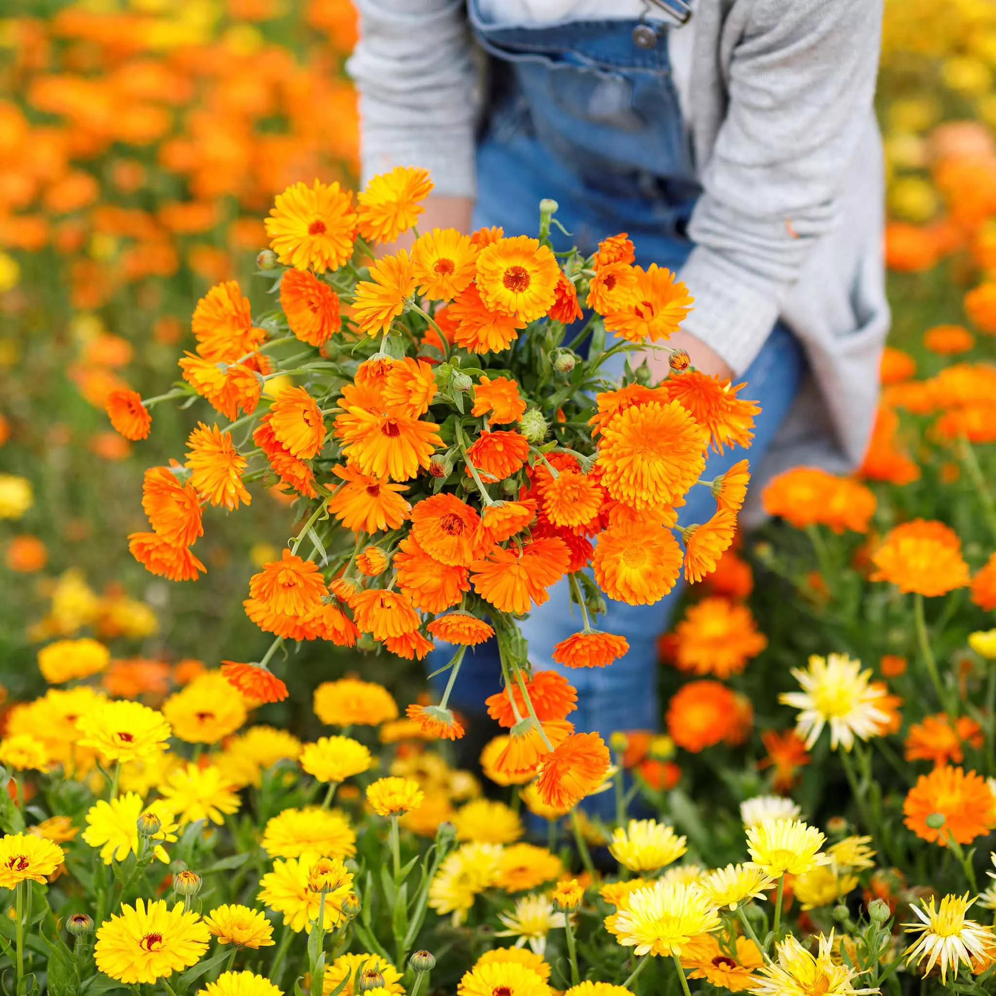 calendula-seeds-ball-s-improved-orange Calendula Seeds - Ball's Improved Orange