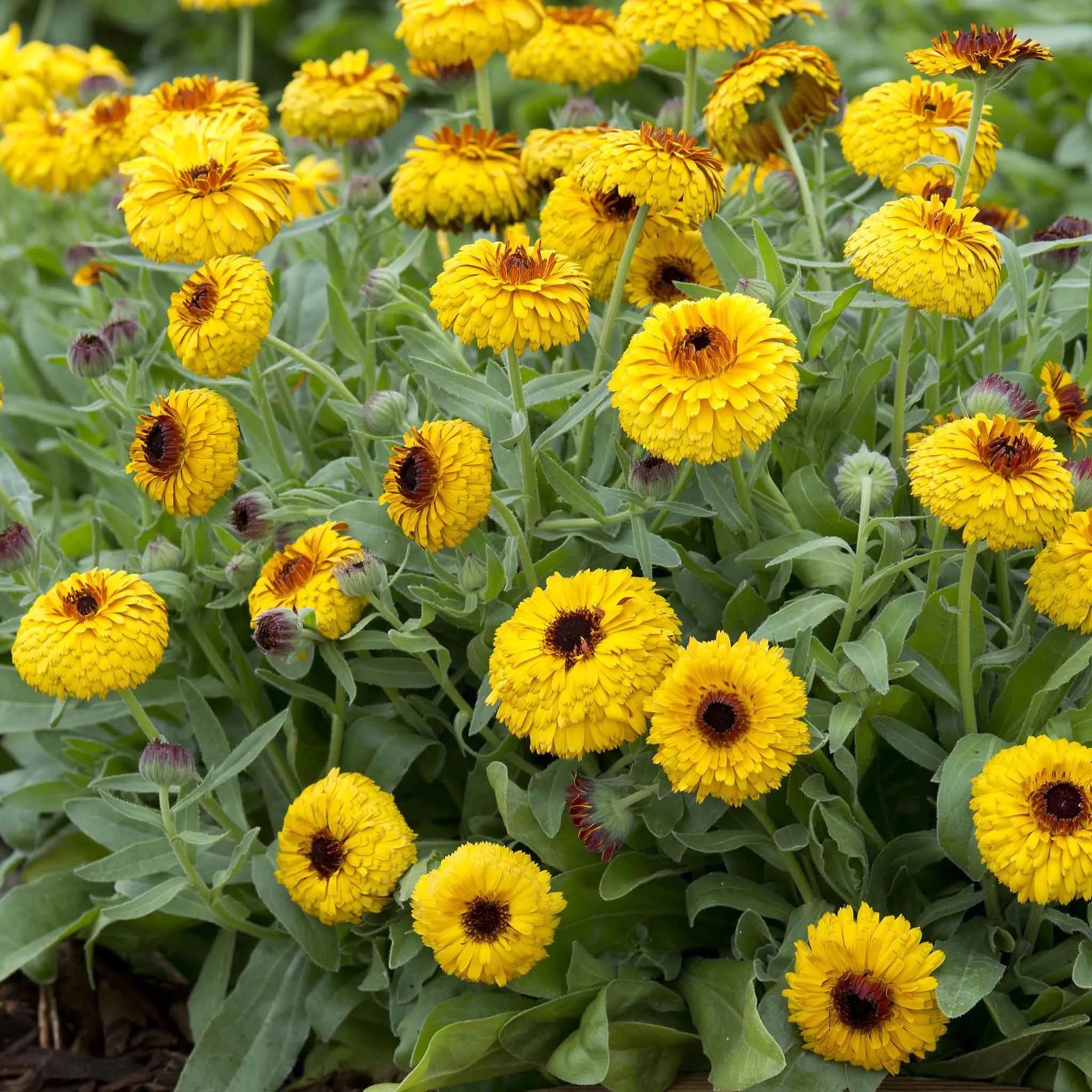calendula-seeds-bull-s-eye Calendula Seeds - Bull's Eye